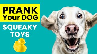 Prank Your DOG - Squeaky Toy Sounds