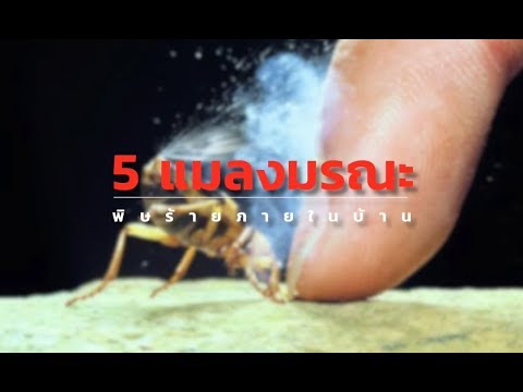 วีดีโอ: พิษซูแมคคืออะไร - วิธีกำจัดซูแมคพิษ