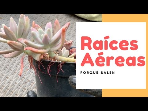 Video: ¿Es beneficioso recortar las raíces aéreas? Aprenda cómo recortar las raíces aéreas en las plantas