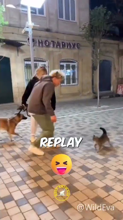 Kungfu Ninja Cat Vs Dog 😳