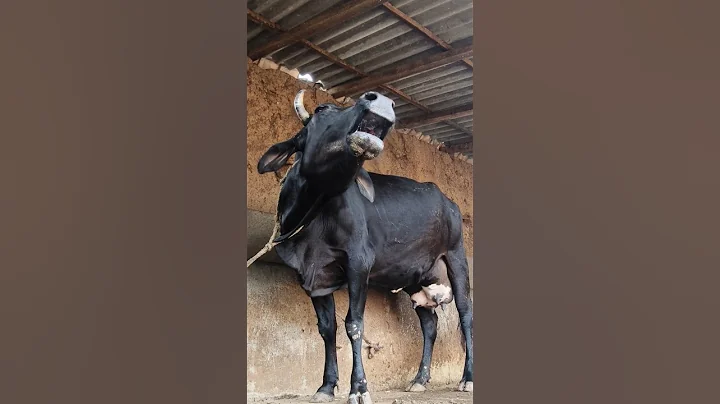 Cow mooing sound#animal sound#cattle Moo sound