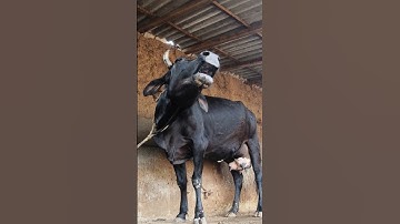 Suara sapi melenguh#suara hewan#suara sapi melenguh