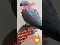 African grey parrot sale in Mumbai #shorts #viral #trending#song#dance #ytshorts#bird #cuteanimals