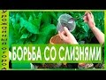 ►БОРЬБА СО СЛИЗНЯМИ!!!КАК ЗАЩИТИТЬ ПОСАДКИ!