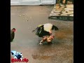 خروس جنگی مبارزه واقعی جنگ