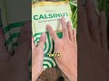 pupuk calsinut tanaman jadi subur makmur