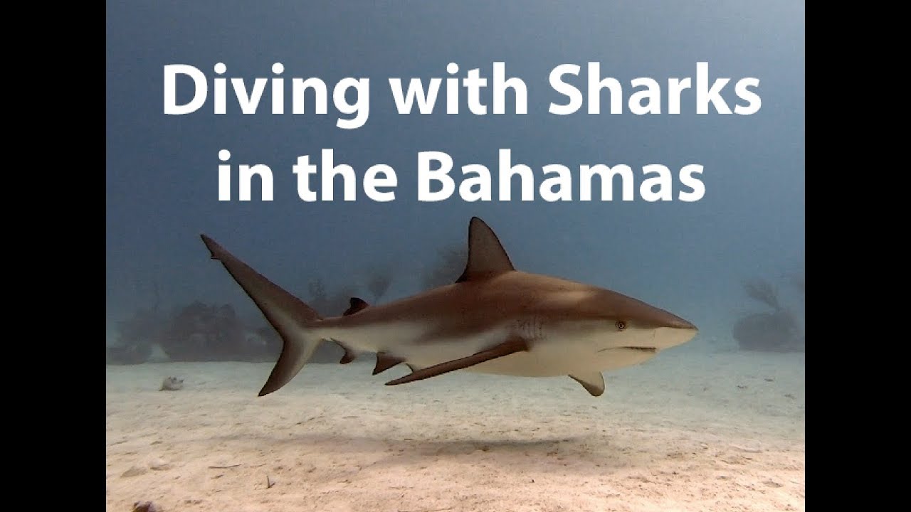 Diving with Sharks in the Bahamas! - Barefoot Sail and Dive (Ep 20)