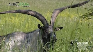 AgriCULTURA VENETA - 04/06/2016 - IN MALGA SUL GRAPPA