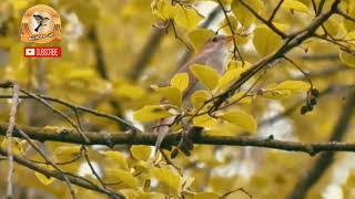 Sikatan londo gacor di alam liar Suara jernih cocok untuk masteran burung anda