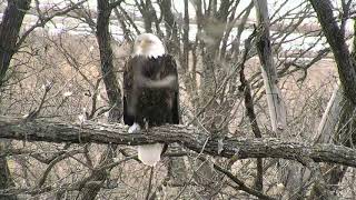 Decorah North Eagles Cam 04-09-2018 14:10:27 - 15:10:27