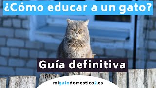 Educar a un gato 【GUÍA DEFINITIVA】