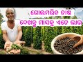 Gola maricha farming explained in odia how to start grow care dalchin tree investment profit