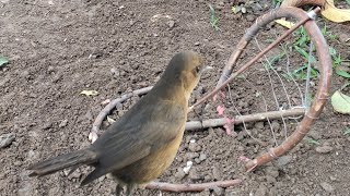 How To Make Bird Trap Creative Easy Bird Trap Technology Work 100 %