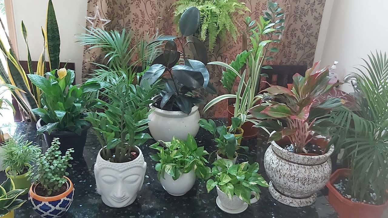 9 air purifier indoor plants (approved by NASA) YouTube