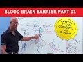 Blood Brain Barrier - Part 1