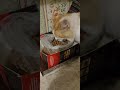 Я сало люблю.... с водкой