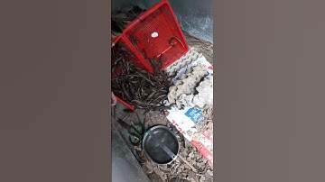 tập nuôi rắn mối