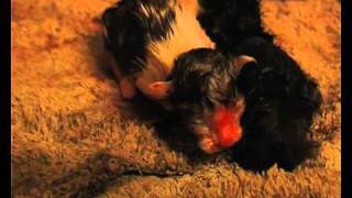 newborn kittens