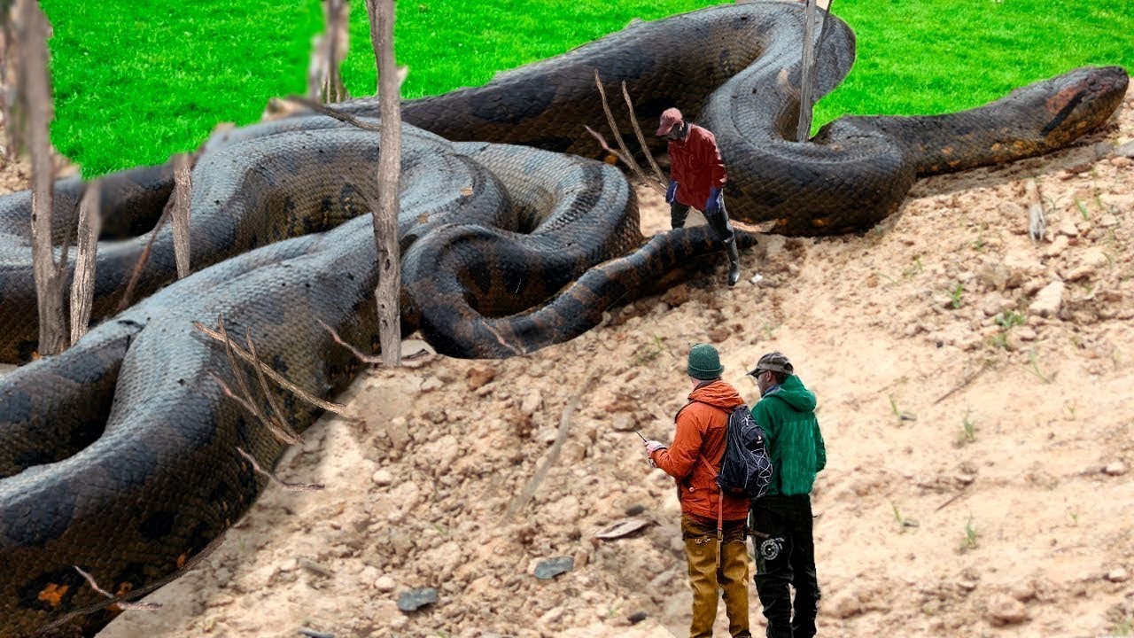 6 Real Pieces of Evidence The Titanoboa is Still Alive - YouTube