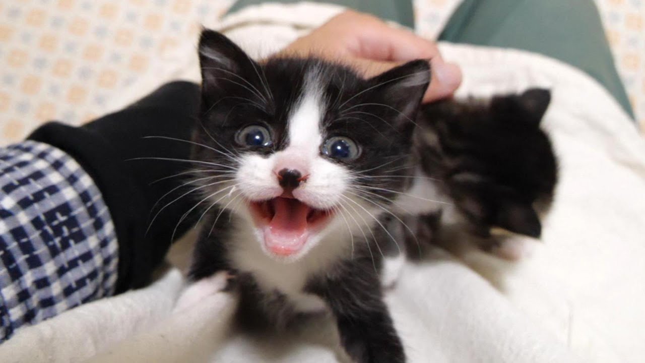 子猫がご機嫌なうちに爪切りしたら子猫にバレてしまいかわいい抗議をする。【赤ちゃん猫　保護猫】