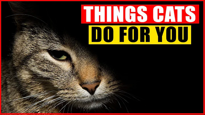 16 Things Your Cats Do for You Without You Knowing - DayDayNews
