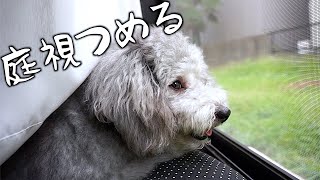 🐶犬よ、庭をみつめてなに想ふ。【トイプードルのグリィ】【犬】【dog】【toy poodle】