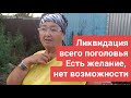 ШИКАРНАЯ КОРОВА И НЕТЕЛИ НА ПРОДАЖУ. НЕУЖЕЛИ ИХ НА МЯСО???