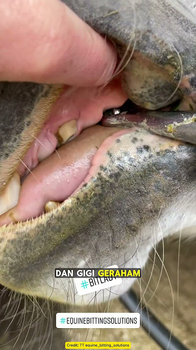 Can Horses Understand Commands Through Bits? Here's How It Works!