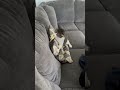 #cat #crazy #funnycats #crazily #catvideos #catshorts #matercat #catgame