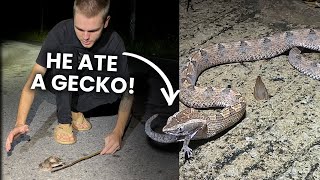 Road cruising for Pit Vipers!