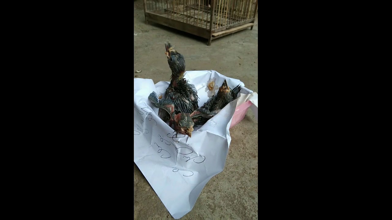 Cara Lolohan Pelatuk Sayap Merah Ala-ala Tetanggaku 