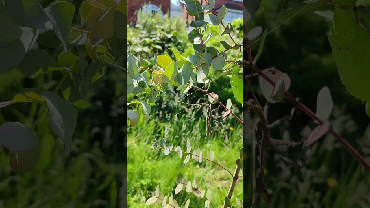 Jungle nymphs & giant hooded katydid together