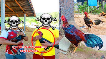 kuv ib tug lau qaib yuav mus ncaws cov qaib los thaib teb los 4.400.000kip