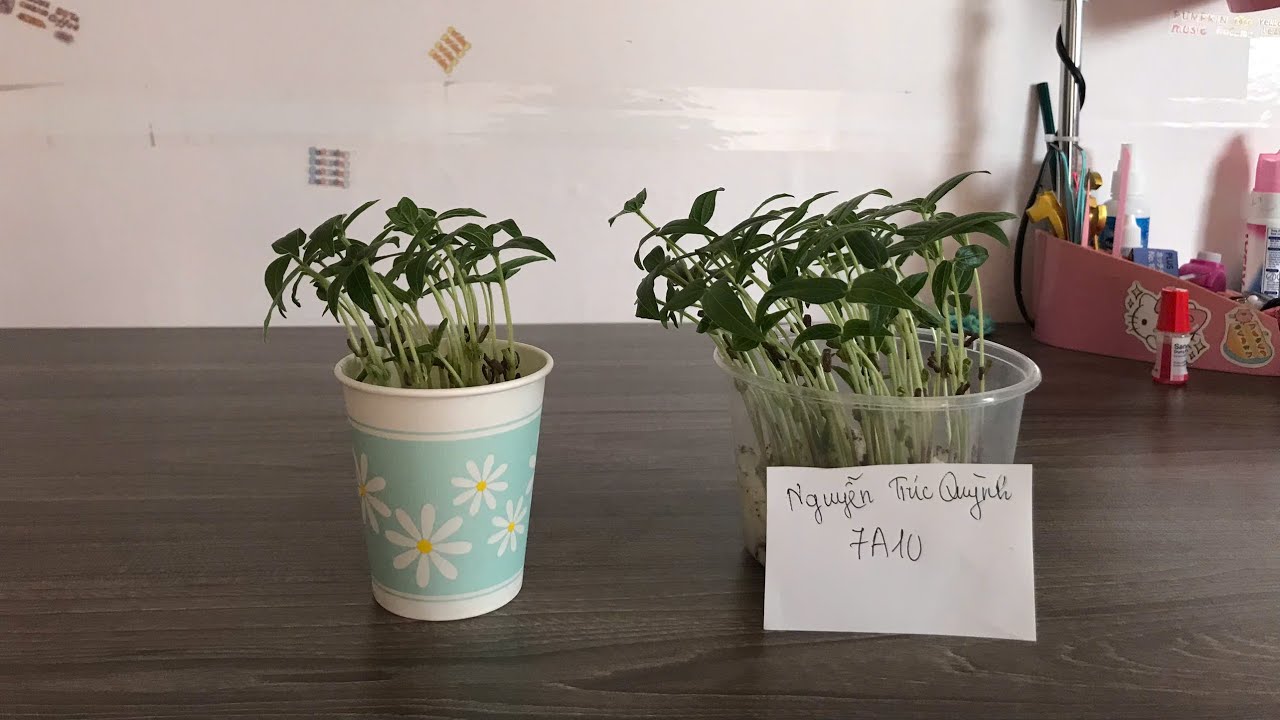 Thí Nghiệm Tính Hướng Sáng Của Cây | Trúc Quỳnh 7A10 - THCS Mai Dịch