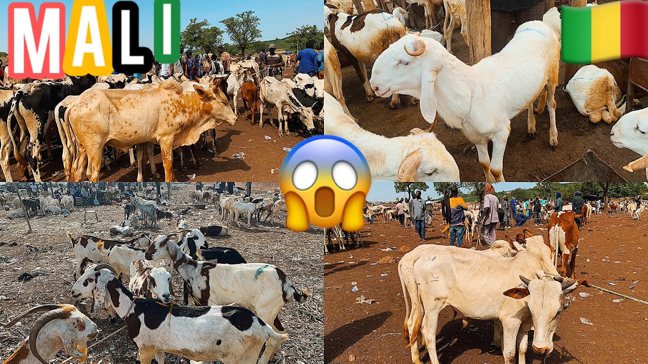 Вы не поверите ценам на скот на крупнейшем рынке Мали 🇲🇱 (коровы, овцы и козы)