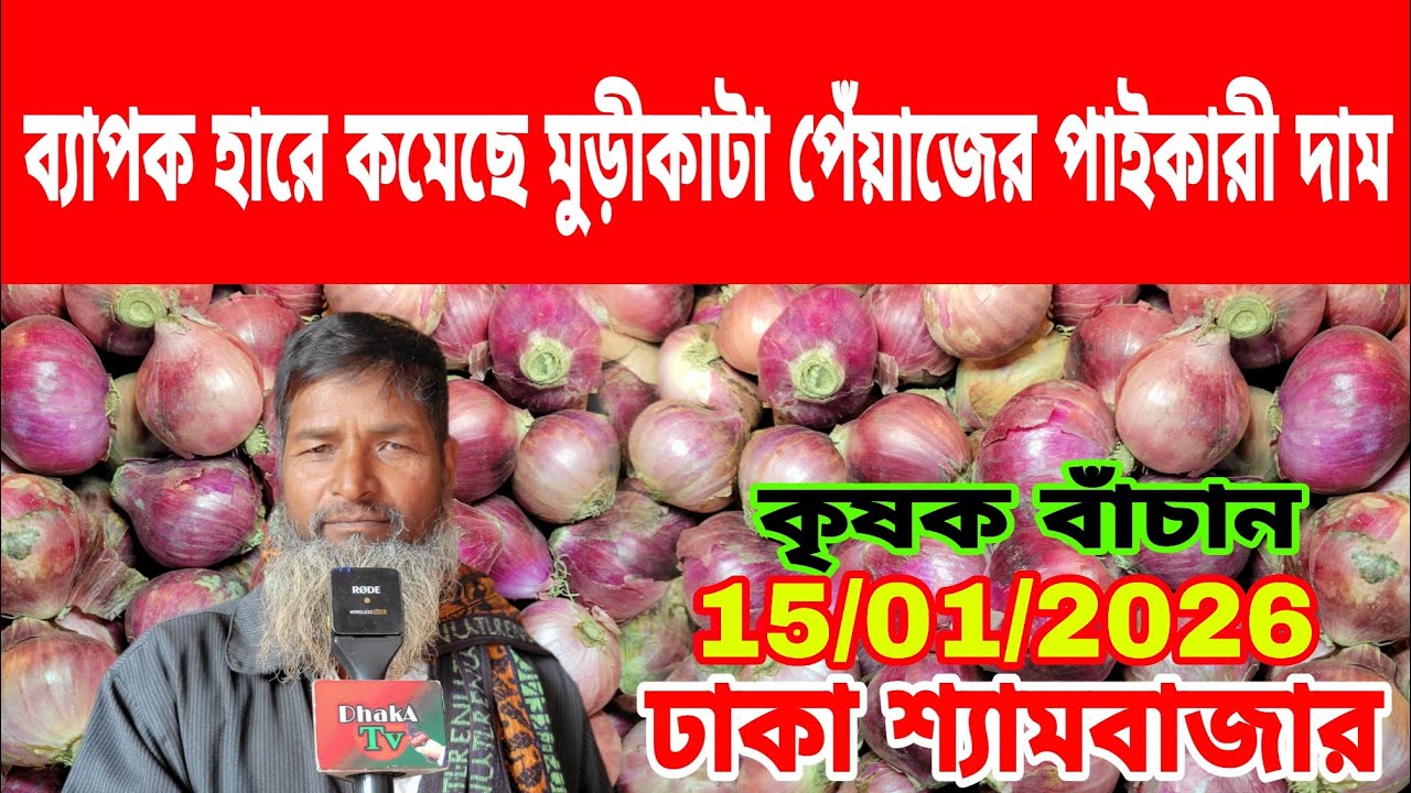 15/01/2026 ব্যাপক হারে কমেছে মুড়ীকাটা পেঁয়াজের পাইকারী দাম আজকের খবর পেঁয়াজের পাইকারী দাম কত ?