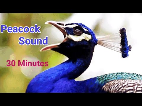 Half an Hour long of Peacock Sound, Peacock Nice Voices