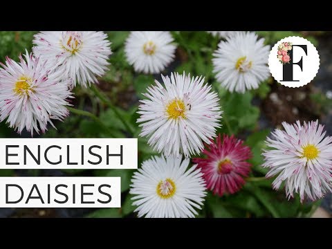 Vidéo: English Daisy Care - Conseils pour faire pousser des marguerites anglaises