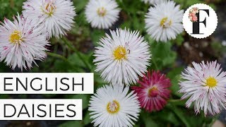 In Bloom: 'Habanero Mix' English Daisies from Seed - Growing Flowers from Seed