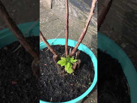 Video: Hoe zorg je voor een Ficus: 10 stappen (met afbeeldingen)