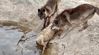 Канадские Волки спасли БАРАНА😱⁉️Последние видео на канале ⁉️КОРОЛЮ ВОЛКУ 7 лет 🐺