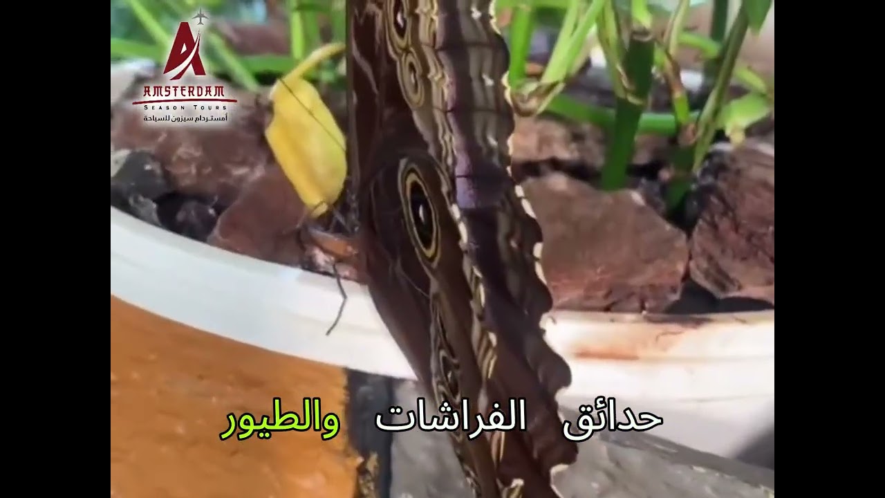 اكتشف سحر قرية خيثورن (فينيسيا هولندا) في رحلة لا تُنسى | أمستردام سيزون للسياحة 🇳🇱🚤