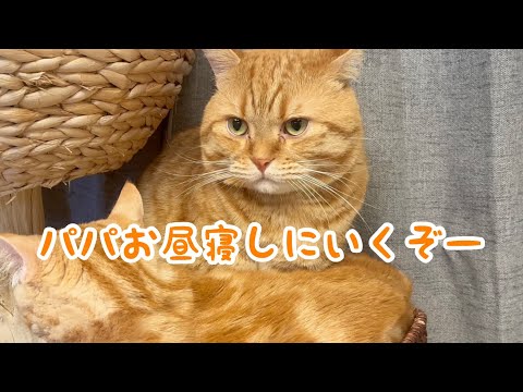 いつも子供たちに囲まれてるパパ猫。