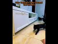 Who Drifts Better? #cat #dog #trollface #phonk #trolledit