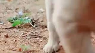 #Bairavaa Bgm Cute 🐕 Best video Forever
