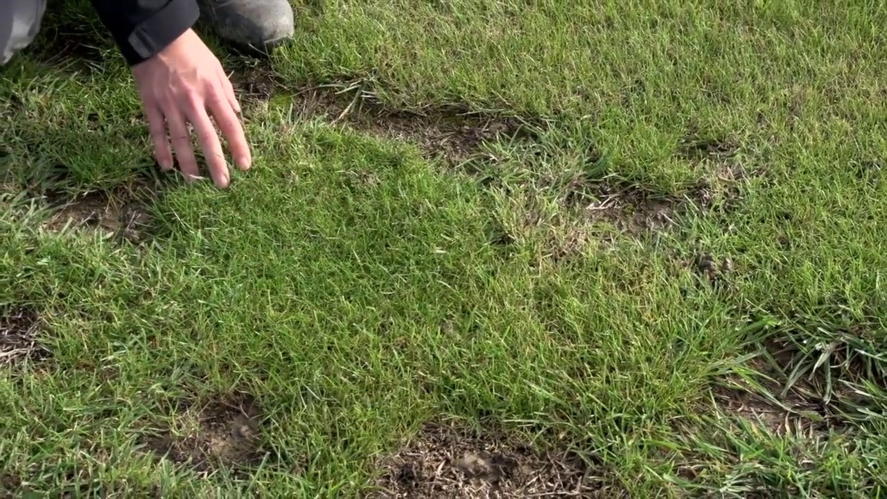 Barenbrug RPR - rewolucja w trawach - murawy sportowe-trawa samoregenerująca