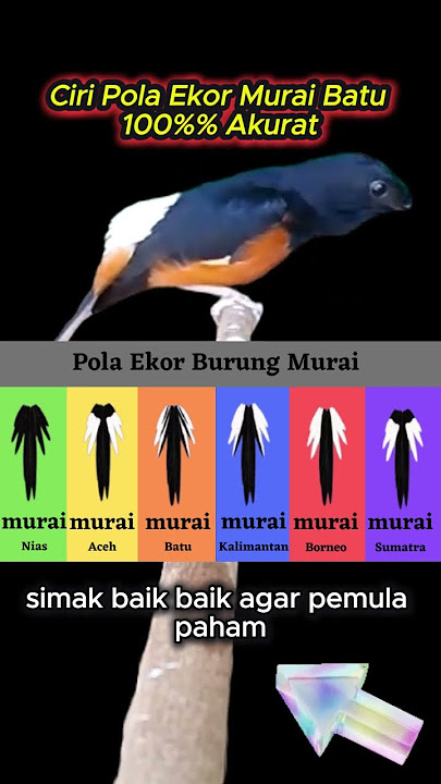 ciri pola ekor murai batu #muraibatu