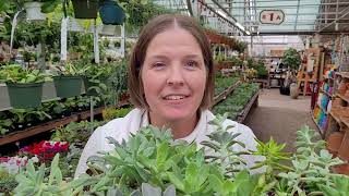 Plant Talks: Tips on succulents!