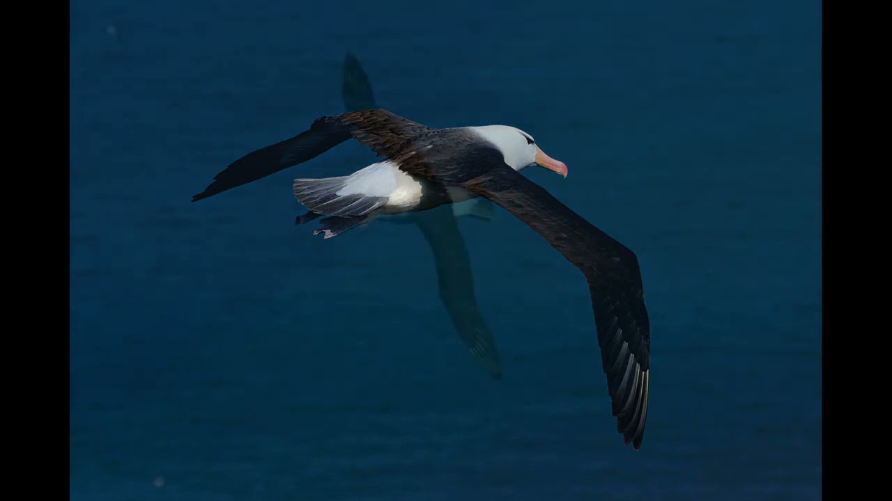 Wildlife Photography, Black Browed Albatross images from the UK