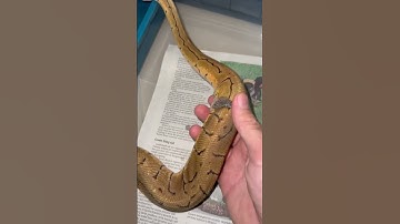 کمکش کردم پوست اندازی کنه #مار #بال-پایتون #پوست #خزندگان